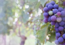 Vineyards to host Twilight Grape Tour
