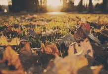 How to make leaf mold to use in your garden leaves