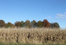 Grain markets: Little to gain from long weekend fall field of corn