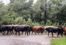 You can help farmers pounded by Hurricane Harvey Hurricane Harvey cattle usda