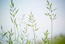 Is fescue toxicosis spreading north?