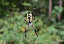 Meet some common spiders