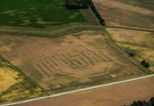 Ohio State logo emerges in FSR cornfield Farm Science Review precision planting