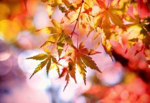 Experts predict beautiful fall foliage display maple leaves