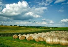 When should a farm become a business entity? Iowa