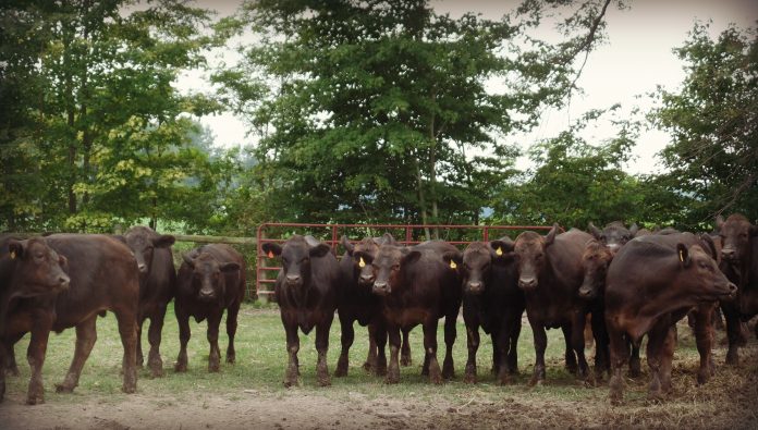 Herd of beef cattle.