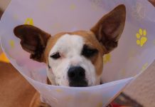 Uncovering myths on spay and neuter surgeries