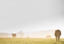 Fog calendars can predict precipitation Fog and cows.