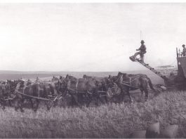 Hand sewing grain sacks during harvest Harvest.