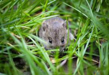 Keeping animals out of the house isn’t easy mouse