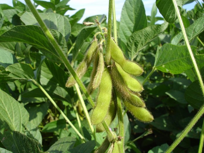 Soybeans