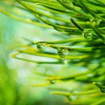 How to improve your landscape with native evergreens Pine needles.