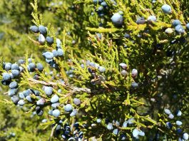 Eastern Red Cedar