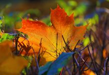 Letting the night come autumn