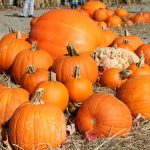 5 tips for picking the perfect carving pumpkin A field of pumpkins stacked in hay.