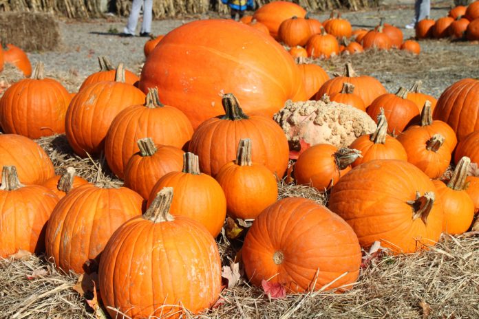 A field of pumpkins stacked in hay.