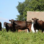 Is there a place for Wagyu in Ohio? Wagyu herd