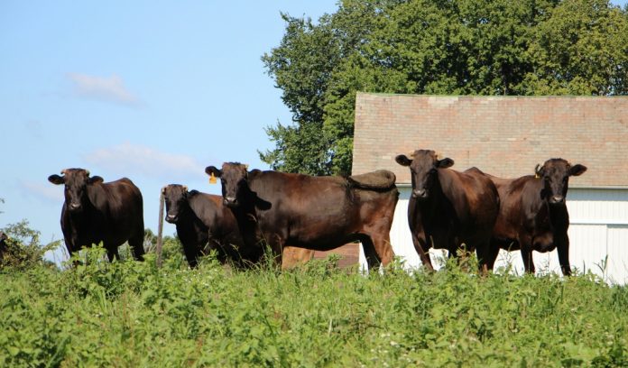 Wagyu herd