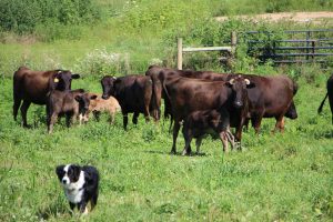 Wagyu cattle in pasture.