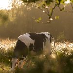 How will climate change impact animal ag in Northeast? Grazing cow