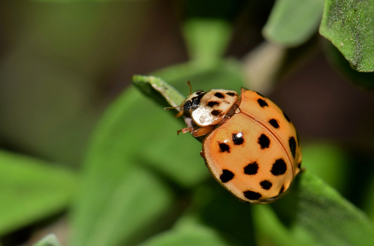 Native vs imported lady bugs. Ladybug vs Asian Lady Beetle.