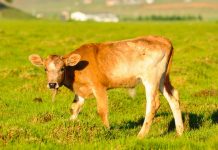 What to do if the ideal grazing scenario doesn’t work calf