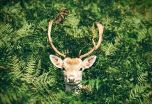 Hunt legally with these considerations deer