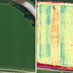 Farmer uses drones to assess plant health Aerial drone images