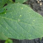 New resources on field crop diseases soybean leaf