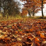 Why leave the leaves? Autumn leaves