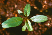 Herbicide rotation ineffective against resistance in waterhemp Waterhemp seedling