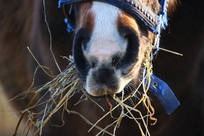 Horse eating hay