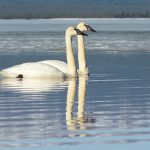 Brush up on waterfowl identification Trumpeter Swans at Telaquana River. NPS Photo / J. Mills. 2014.