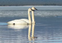 Brush up on waterfowl identification Trumpeter Swans at Telaquana River. NPS Photo / J. Mills. 2014.