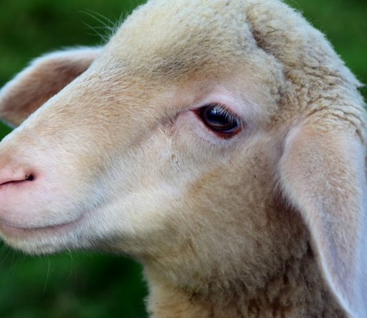 Grand champion lamb disqualified at State Fair of West Virginia lamb