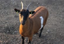 The little fainting goat who wouldn’t goat