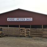 Athens auction barn opens new facility Athens Livestock Sales