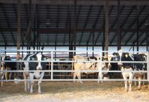 Comparing Ohio herd size groups Pine Tree Dairy cows