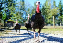 Turkey talk: Wild turkeys are amazing birds turkeys