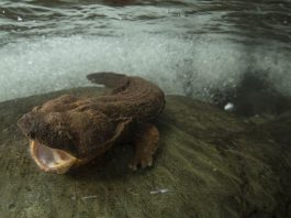 Raising a hellbender is rough, but rewarding Eastern hellbender