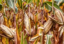 Pausing harvest for Thanksgiving corn