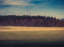 How can conservation easements help you? farmland