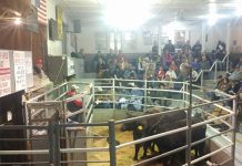Ohio Cattlemen’s sale brings $158,000