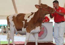 Guernsey, Holstein breeds partner for classification National Guernsey convention