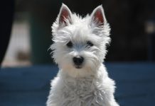 Empty nest is furry and full dog