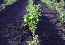 Golden potato could boost developing nations potato field