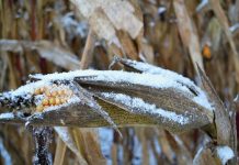 Corn growers beware of Fusarium mold snowy corn