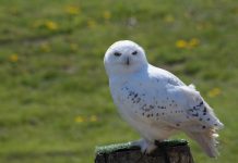 Snowy owl scouting, keep your distance snowy owl