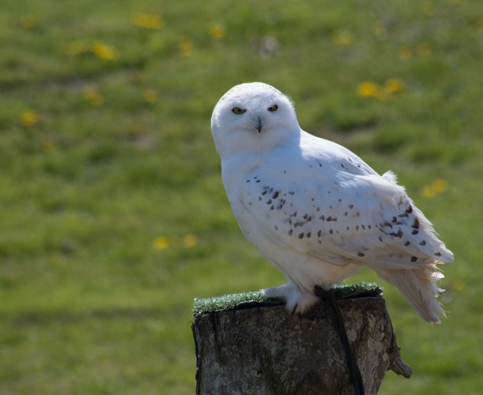 snowy owl