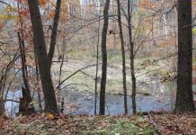 Ohio Supreme Court says CAUV woodland owners can appeal trees and river woodlands